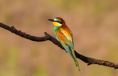 Avrupalı arı yiyici, merops apiaster. Bir sabah kuşu kuru bir dala oturur. Kuş, sabah güneşiyle güzelce aydınlatılır.