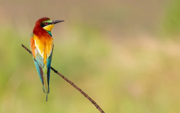 ビーイーター メロス ピアスター 最もカラフルな鳥の一つ — ストック写真