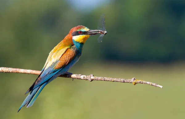 Mâncător European Albine Merops Apiaster Dimineaţa Însorită Pasăre Adultă Prins — Fotografie, imagine de stoc