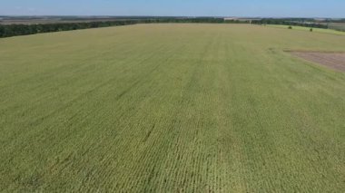 Hasat mısır tarlasında olgunlaşıyor. Yukarıdan bak. İnsansız hava aracı videosu. Mısır tarlasının üzerinde uçarken