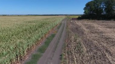 Hasat mısır tarlasında olgunlaşıyor. Yukarıdan bak. İnsansız hava aracı videosu. Mısır tarlasının yanında uçarken