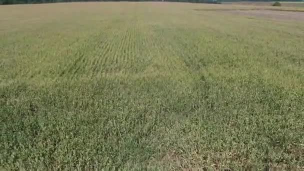 収穫はトウモロコシ畑で熟しています 上からの眺め ドローン映像 トウモロコシ畑を飛び越えて — ストック動画