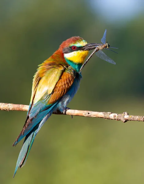 ヨーロッパの養蜂家 Merops Apapaster 晴れた朝 大人の鳥は美しいトンボをキャッチし そのくちばしにそれを保持しています — ストック写真