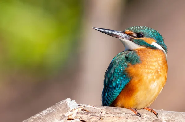 Vanlige Kungsfiskare Alcedo Det Här Solig Morgon Sitter Fågel Vid — Stockfoto