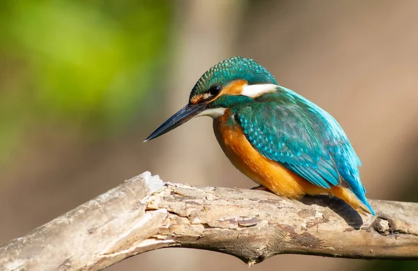 Eisvogel Alcedo Atthis Einem Sonnigen Morgen Sitzt Ein Vogel Fluss — Stockfoto