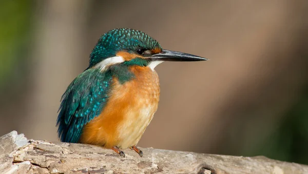 Pescador Rei Comum Alcedo Nisto Uma Manhã Ensolarada Pássaro Senta — Fotografia de Stock