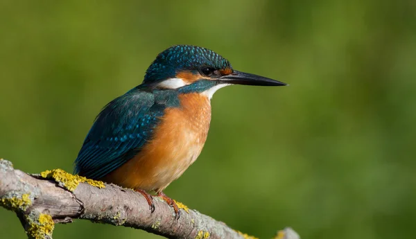 Obyčejný Ledňáček Alcedo Jednoho Slunečného Rána Sedí Pták Řeky Staré — Stock fotografie