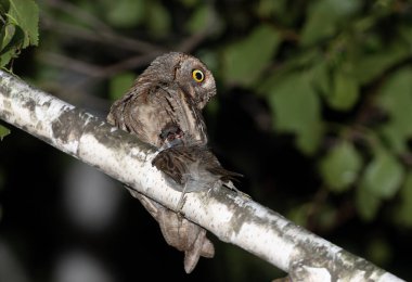 Avrasya baykuşu, Otus yılanı. Erkek bir kuş bir dala oturmuş, avını, bir serçeyi pençesinde tutuyor.