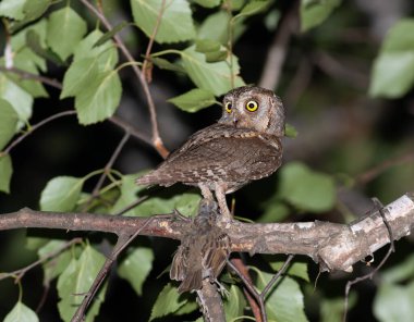Avrasya baykuşu, Otus yılanı. Bir erkek kuş bir dala oturmuş, pençesinde bir serçe tutuyor..