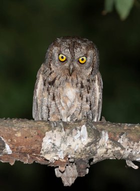 Avrasya baykuşu, Otus yılanı. Bir kuş bir dala oturur, güzel düz bir zemin.