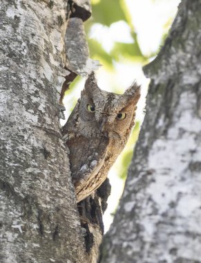 Avrasya baykuşu, Otus yılanı. Sabahleyin, bir kuş yuvasından gizlice dışarı bakar.