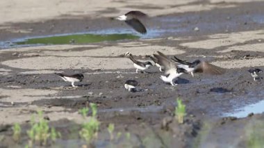 Western house martin, Delichon urbicum. Kuşlar yuvalarını inşa etmek için yapı malzemeleri toplarlar.