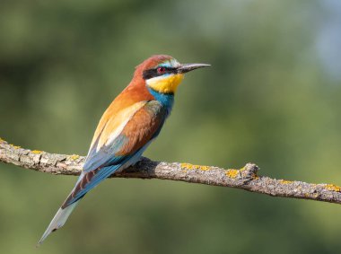 Avrupalı arı yiyici, merops apiaster. Güzel bir kuş bir dala oturur.