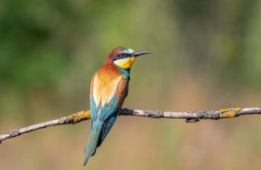 Avrupalı arı yiyici, merops apiaster. Bir kuş güzel bir arka planda bir dala oturur.