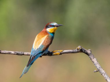 Avrupalı arı yiyici, merops apiaster. Bir kuş, bulanık ve düz bir arkaplana karşı bir dala oturur.