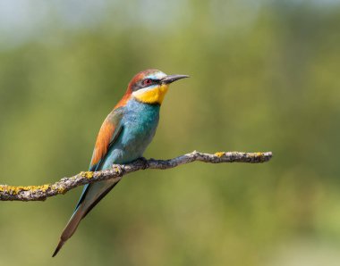 Avrupalı arı yiyici, merops apiaster. Bir kuş, bulanık ve düz bir arkaplana karşı bir dala oturur.