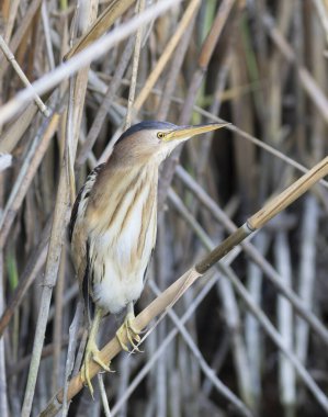 Biraz acı, Ixobrychus minute. Bir kuş suyun üzerindeki sazlığa oturmuş, avını bekliyor.