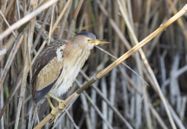Biraz acı, Ixobrychus minute. Dişi bir kuş sazlığa oturmuş, tüylerini kabartıyor.
