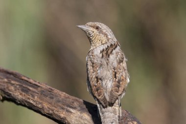 Avrasyalı boğucu, Jynx torquilla. Güzel bir kuş bir dala oturmuş, yakından çekilmiş.