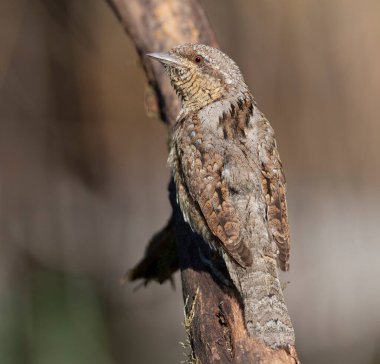 Avrasyalı boğucu, Jynx torquilla. Güzel bir kuş bir dala oturmuş, yakından çekilmiş.