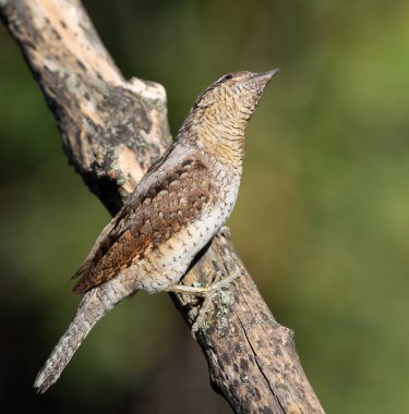 Avrasyalı boğucu, Jynx torquilla. Bir kuş bir dalda oturur, yukarı bakar