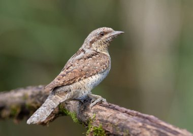 Avrasyalı boğucu, Jynx torquilla. Bir dalda oturan kuş, düz arkaplan, yakın plan