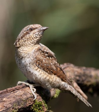 Avrasyalı boğucu, Jynx torquilla. Kuş güzel bir dala oturur, arkasını döner, yana bakar.