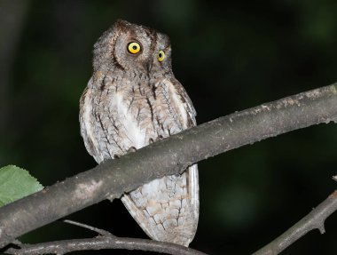 Avrasya baykuşu, Otus yılanı. Geceleri, bir kuş bulanık arka planda bir dala oturur.