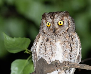 Avrasya baykuşu, Otus yılanı. Bir kuş kırık bir ağaç gövdesine oturur ve aşağı bakar.