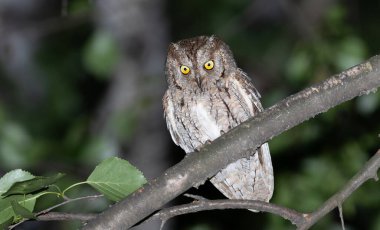 Avrasya baykuşu, Otus yılanı. Geceleri, bir kuş bir dala oturur ve aşağı bakar..