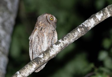 Avrasya baykuşu, Otus yılanı. Gece, bir kuş bir dala oturur ve bakar