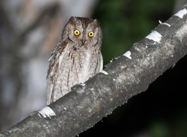 Avrasya baykuşu, Otus yılanı. Bir kuş dalda oturur, aşağıdaki bir şeye bakar.