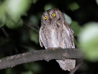 Avrasya baykuşu, Otus yılanı. Güzel bir kuş ağaçta oturuyor, yakından.