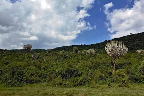 Hermoso Paisaje Kenia Ladera Crece Muchos Arbustos Entre Ellos Encuentran — Foto de Stock