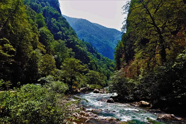 美丽的风景 高加索 青绿色的山河在峡谷陡峭的斜坡之间流淌着 蜿蜒曲折 发着泡沫 环绕着茂密的绿林 阳光灿烂 — 图库照片