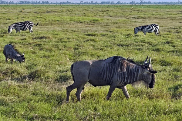 Animals in the wild. Wildebeests and zebras calmly graze on the lush green grass of the savannah in Masai Mara Park, Kenya.