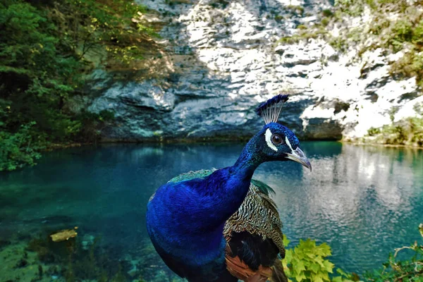 Beautiful Peacock Close Shores Blue Lake Brilliant Plumage Indigo Turquoise — Stock Photo, Image