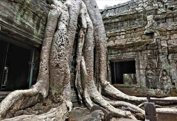 アンコールタ プロムの有名な寺院の神秘的な遺跡 古代の石造りの建物では損傷の痕跡は 老朽化したバス救済されます 寺院には古い木が生えていて 巨大な根で遺跡を囲みます — ストック写真