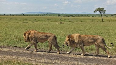 Vahşi ve özgür aslanlar rezervlerin toprak yolu boyunca birbiri ardına senkronize hareket ederler. Güçlü kaslar, pürüzsüz kürkler, atletik yapılar. Uzakta, iki aslan daha savananın yeşil çimlerinde uzanıyor. Ufukta bulutlu gökyüzü