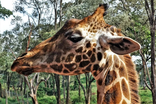 Portrait Une Girafe Sur Long Cou Une Tête Élégante Avec — Photo