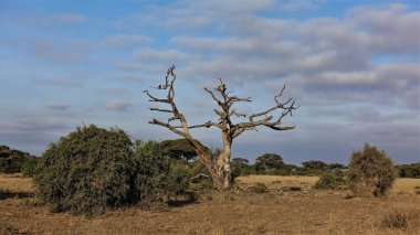 Savananın sarı çimlerinde dallarında kuş olan kurumuş bir ağaç var. Yeşil çalıların ve ağaçların etrafında. Bulutlu güzel bir akşam gökyüzü. Kenya, Amboseli.                             