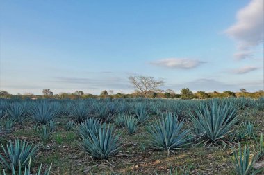Meksika 'daki Blue Agave çiftliği. Güneşli bir gün. Sahada uzun dikenli yaprakları olan mavi bitkiler bile var. Mavi gökyüzünün arka planında resim gibi bir ağaç.