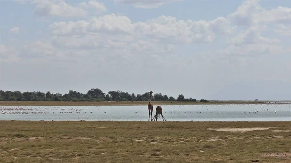 Giraffes at a watering place. There are a lot of pink flamingos on the lake. There are two giraffes on the shore, one is drinking, the other is watching. In the distance is a forest, light clouds in the sky. Kenya, Amboseli.