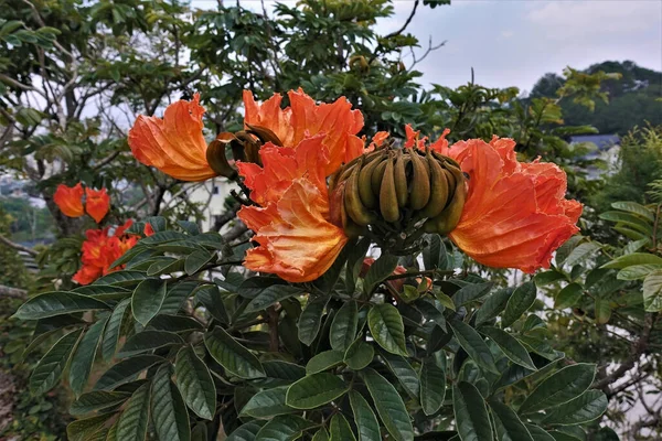 Niesamowite Kwitnące Tropikalne Drzewo Gałąź Ciemnozielony Gęsty Zostaję Kwiatostan Ogromny — Zdjęcie stockowe