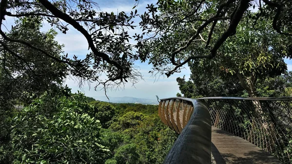 Callejón Colgante Jardín Botánico Muy Por Encima Del Suelo Entre — Foto de Stock