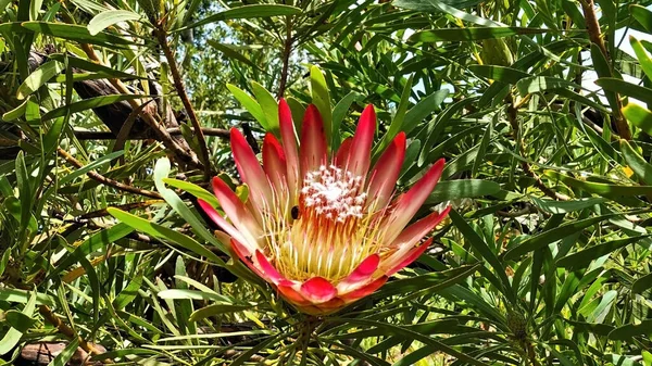 Piękne Protea Kwiat Zbliżenie Jasnoczerwone Szkarłatne Płatki Żółte Środku Długie — Zdjęcie stockowe