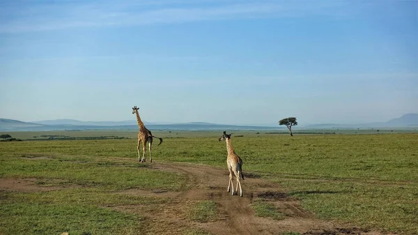 Une Mère Girafe Son Bébé Marchent Long Chemin Dans Savane — Photo