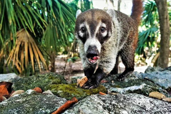 Coati close-up. A cute fluffy animal stands on the stones and eats. The mouth is open, teeth and tongue are visible. The fur is brown, on the muzzle a white pattern. Eyes are brilliant, attentive. Mexico.