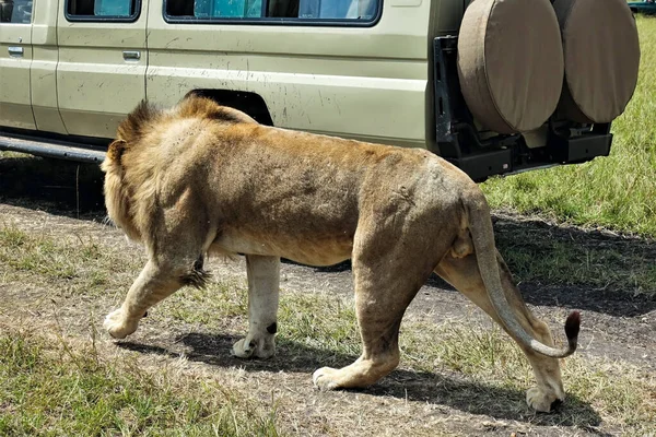 Wild Strong Beautiful Free Lion Calmly Walks Path Savannah Next — Stock Photo, Image