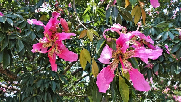 Flowering cotton tree- Ceiba pentandra. Among the green foliage are large bright pink flowers with long petals. The middle is yellow with dots, a long pestle. Beautiful exotic tree. South Africa.